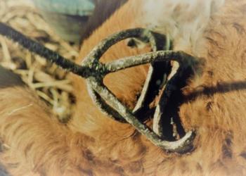 Los ruralistas de Córdoba quieren actualizar las “Marcas y Señales” y comenzar a hablar sobre Bienestar Animal