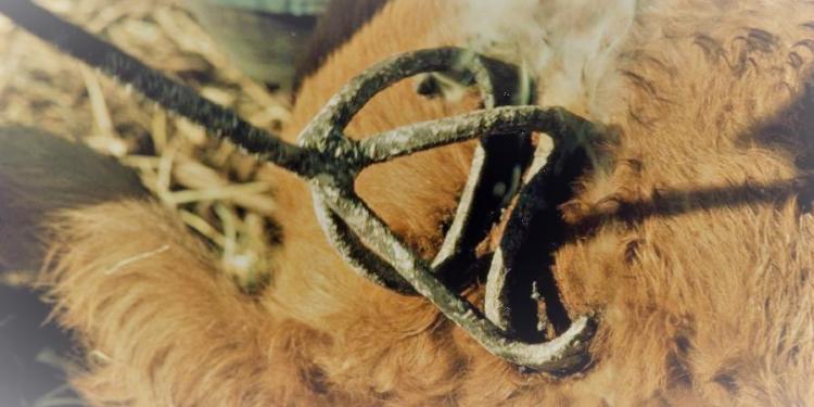 Los ruralistas de Córdoba quieren actualizar las “Marcas y Señales” y comenzar a hablar sobre Bienestar Animal