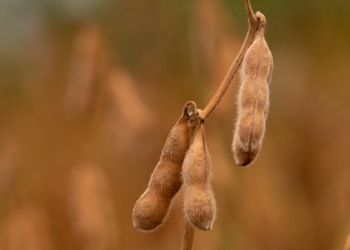 Sojas recargadas: Las compañías apuestan a una genética con múltiple resistencia a herbicidas y tolerancia a orugas