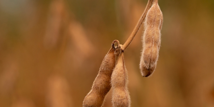 Sojas recargadas: Las compañías apuestan a una genética con múltiple resistencia a herbicidas y tolerancia a orugas