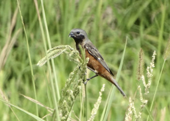 Investigadores del Conicet encontraron mayor presencia de aves en plantaciones libres de agroquímicos