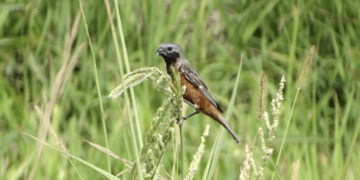 Investigadores del Conicet encontraron mayor presencia de aves en plantaciones libres de agroquímicos