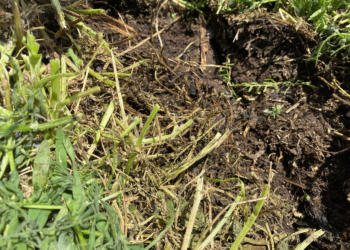 En el día de los suelos, desde Aapresid volvieron a apuntar contra el concepto del barbecho