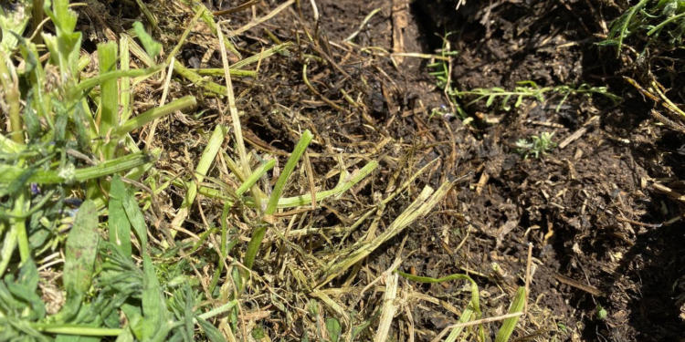 En el día de los suelos, desde Aapresid volvieron a apuntar contra el concepto del barbecho