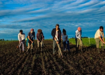 Épicos y atrevidos: Cuatro primos comenzaron su propia “revolución agroecológica” sembrando lupino en Ayacucho