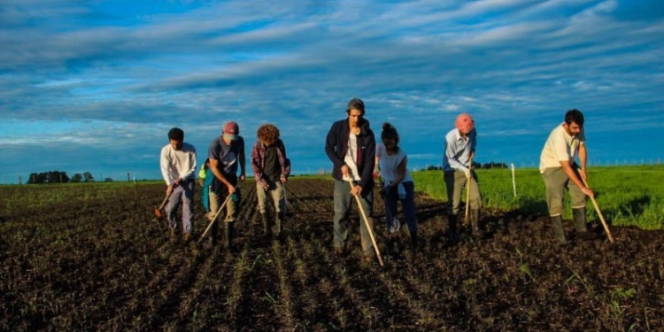Épicos y atrevidos: Cuatro primos comenzaron su propia “revolución agroecológica” sembrando lupino en Ayacucho