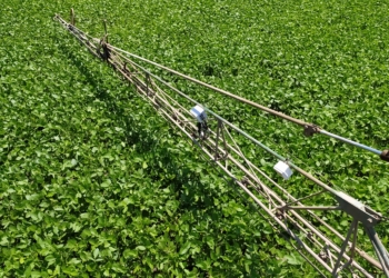 El caso DeepAgro: Con sensores en las alas del mosquito se detectan las malezas y “se puede ahorrar hasta 70% de agroquímicos”