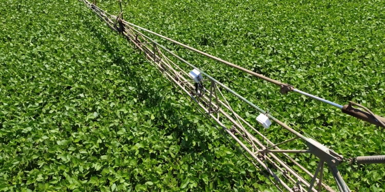 El caso DeepAgro: Con sensores en las alas del mosquito se detectan las malezas y “se puede ahorrar hasta 70% de agroquímicos”