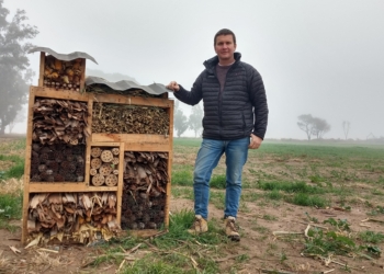 Las abejas y arañas hacen el check in: ¿Cómo funcionan los hoteles para insectos que promueve el agrónomo Lucas Andreoni?