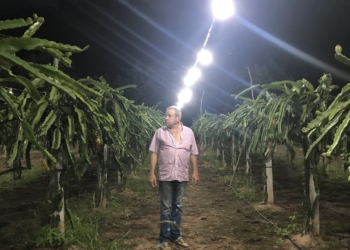Producir pitaya hasta debajo de luces Led: Una finca de Jujuy envasa la pulpa de esa extraña fruta y la vende en Buenos Aires