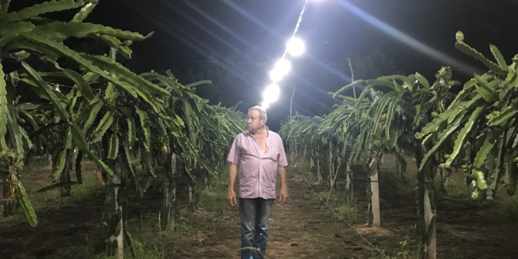 Producir pitaya hasta debajo de luces Led: Una finca de Jujuy envasa la pulpa de esa extraña fruta y la vende en Buenos Aires