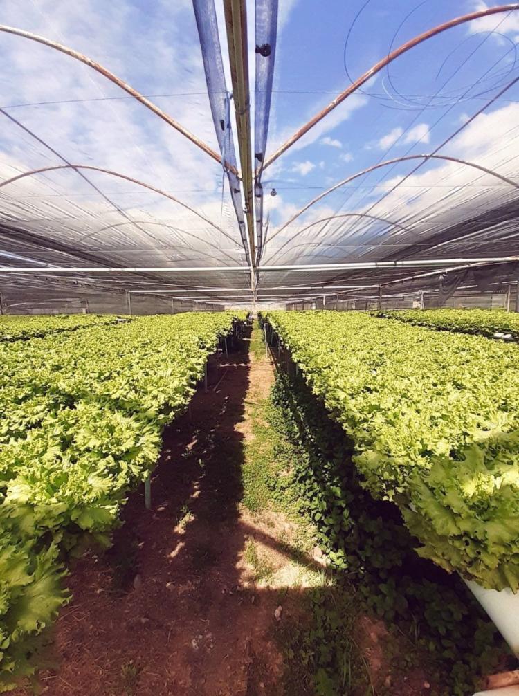 Stella Zapata logra trabajar bajo hidroponia en Neuquén: “La última inversión en cobertores se la llevó toda el viento”