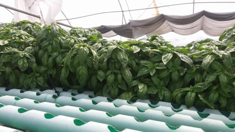 Stella Zapata logra trabajar bajo hidroponia en Neuquén: “La última inversión en cobertores se la llevó toda el viento”