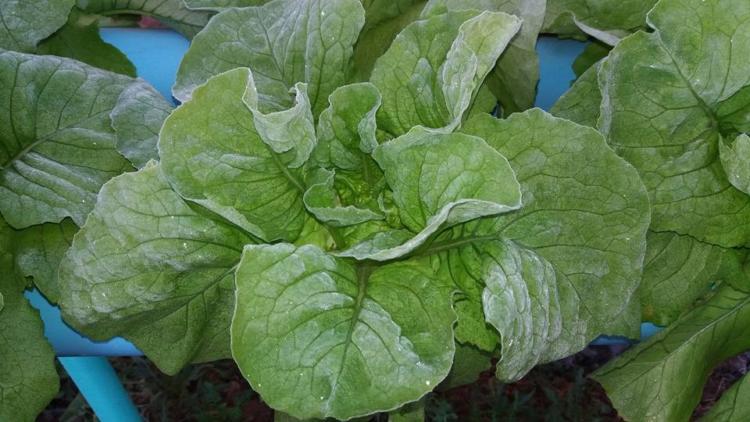 Stella Zapata logra trabajar bajo hidroponia en Neuquén: “La última inversión en cobertores se la llevó toda el viento”