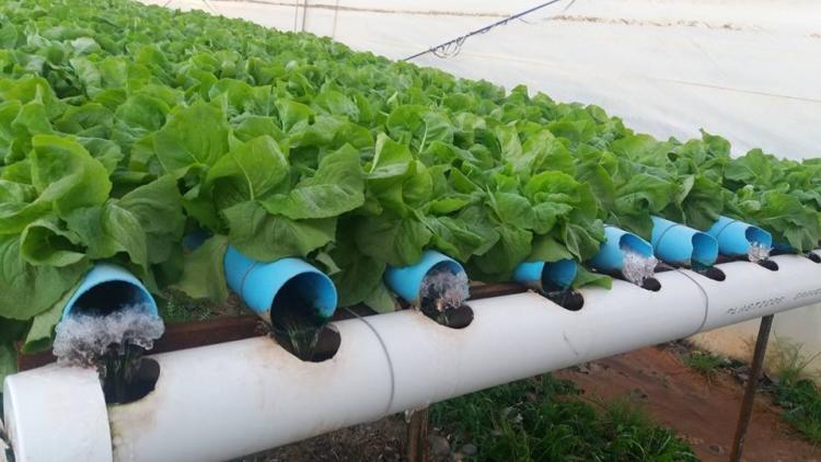 Stella Zapata logra trabajar bajo hidroponia en Neuquén: “La última inversión en cobertores se la llevó toda el viento”