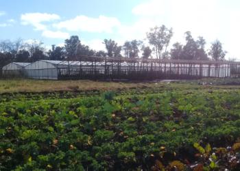 La agroecología va tomando forma de política de Estado: Buenos Aires deriva créditos a productores que la apliquen