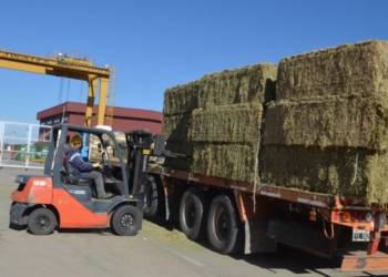 Crónicas Robadas: “La alfalfa puntana ya pisa fuerte en Medio Oriente”