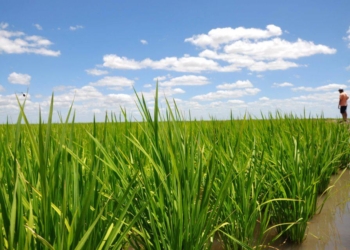 En el viejo molino fundado por su abuelo a orillas del Paraná, Laura Varese produce un arroz con nombre propio