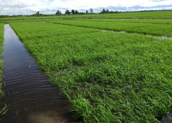 El Rizoderma, un bioinsumo desarrollado por el INTA, ahora podrá aplicarse también en la producción de arroz