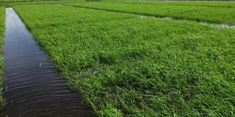 El Rizoderma, un bioinsumo desarrollado por el INTA, ahora podrá aplicarse también en la producción de arroz