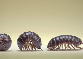 En Balcarce se producen cebos bolita para combatir los bichos bolita y otras plagas: Ya se exportaron 50 toneladas hacia Nueva Zelanda