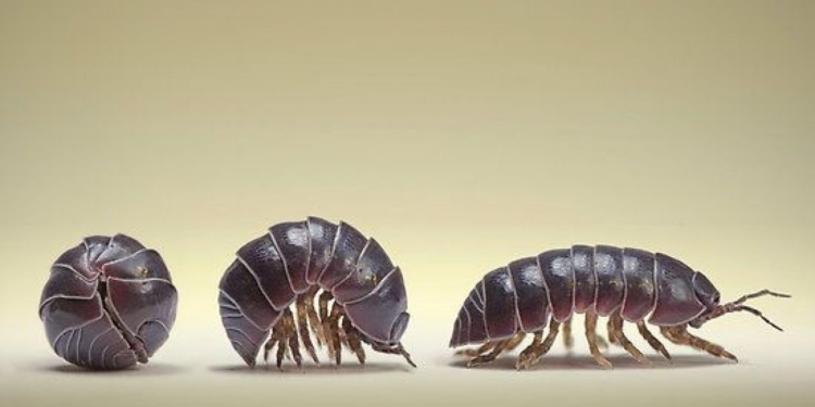 En Balcarce se producen cebos bolita para combatir los bichos bolita y otras plagas: Ya se exportaron 50 toneladas hacia Nueva Zelanda