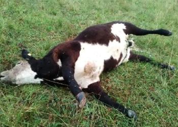 El carbunclo sigue dando vueltas porque no todos los ganaderos cumplen con la obligación de vacunar