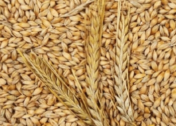 Francisco Berisso comenzó a producir cebada para escaparse del trigo, pero ahora no la larga por nada