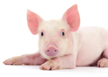 Después de desplomarse un 30%, se ven algunos síntomas de recuperación para los precios del cerdo