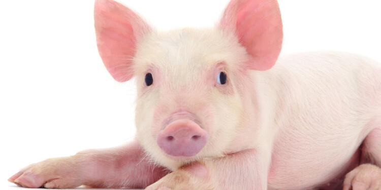 Después de desplomarse un 30%, se ven algunos síntomas de recuperación para los precios del cerdo