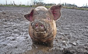 No debemos hacer un chiquero del debate sobre la instalación de granjas de cerdos para China
