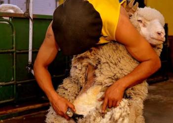 Se viene la esquila preparto y en Santa Cruz esperan las cuadrillas con los brazos abiertos… Y un protocolo