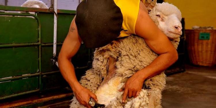 Se viene la esquila preparto y en Santa Cruz esperan las cuadrillas con los brazos abiertos… Y un protocolo