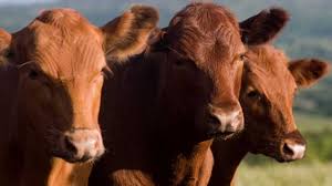 Afirman que la inocuidad, el impacto ambiental y el bienestar animal serán las nuevas barreras para el comercio de carne