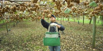 Terminó la cosecha argentina de kiwi: No somos nada, pero estamos creciendo fuerte