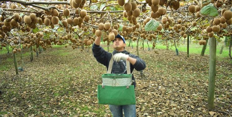 Terminó la cosecha argentina de kiwi: No somos nada, pero estamos creciendo fuerte