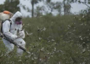 Ni teletubis ni cazafantasmas: Maximiliano Maldonado nos cuenta como es la vida de un “langostero”.