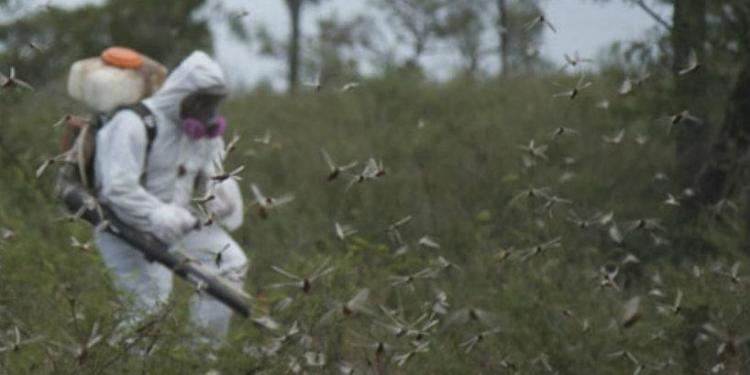 Ni teletubis ni cazafantasmas: Maximiliano Maldonado nos cuenta como es la vida de un “langostero”.