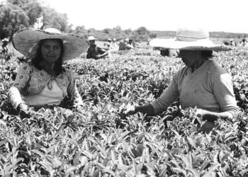 Las Marías informó que logró la certificación socioambiental de Rainforest Alliance