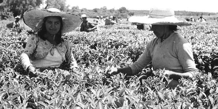 Las Marías informó que logró la certificación socioambiental de Rainforest Alliance