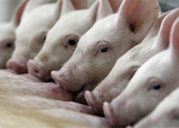 ¿Tenés dudas sobre las inversiones chinas para producir cerdos en el país? Hablamos con Juan Uccelli, uno de los que corta ese jamón