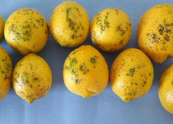 Una mancha negra: La Argentina deja de exportar limones a Europa porque no pudo controlar una enfermedad