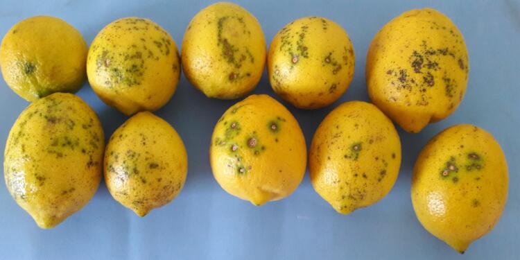 Una mancha negra: La Argentina deja de exportar limones a Europa porque no pudo controlar una enfermedad