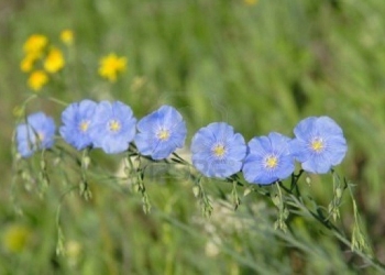 Aguante el lino: En Entre Ríos se mantienen 6.500 hectáreas sembradas con ese cultivo