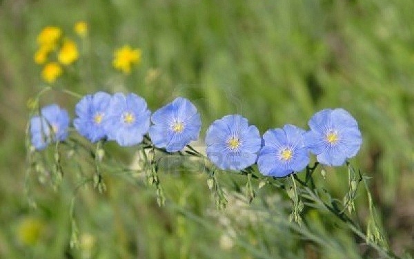 Aguante el lino: En Entre Ríos se mantienen 6.500 hectáreas sembradas con ese cultivo