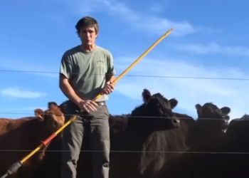 El caso PensAgro: Pablo Etcheberry necesitaba ahorrar tiempo e inventó un par de dispositivos para hacer una ganadería más sencilla y automatizada