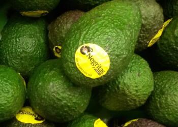 Horacio Frias produce paltas en Tucumán, pero reniega: “Aquí se vive del productor y no se lo apoya”