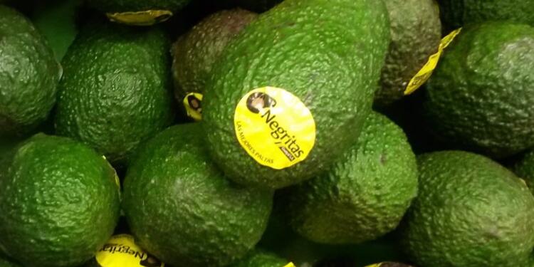 Horacio Frias produce paltas en Tucumán, pero reniega: “Aquí se vive del productor y no se lo apoya”