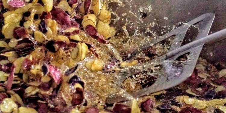 No tocamos una coma de esta nota del INTA: “Chips de papas andinas, un snack con 10 mil años de sabor”