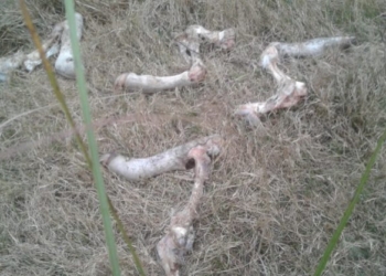 Crónicas robadas: Otra vez le robaron al ganadero al que ya le habían carneado más de 150 novillos el año pasado